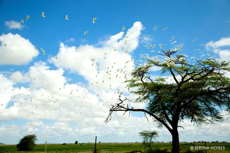 amboseli