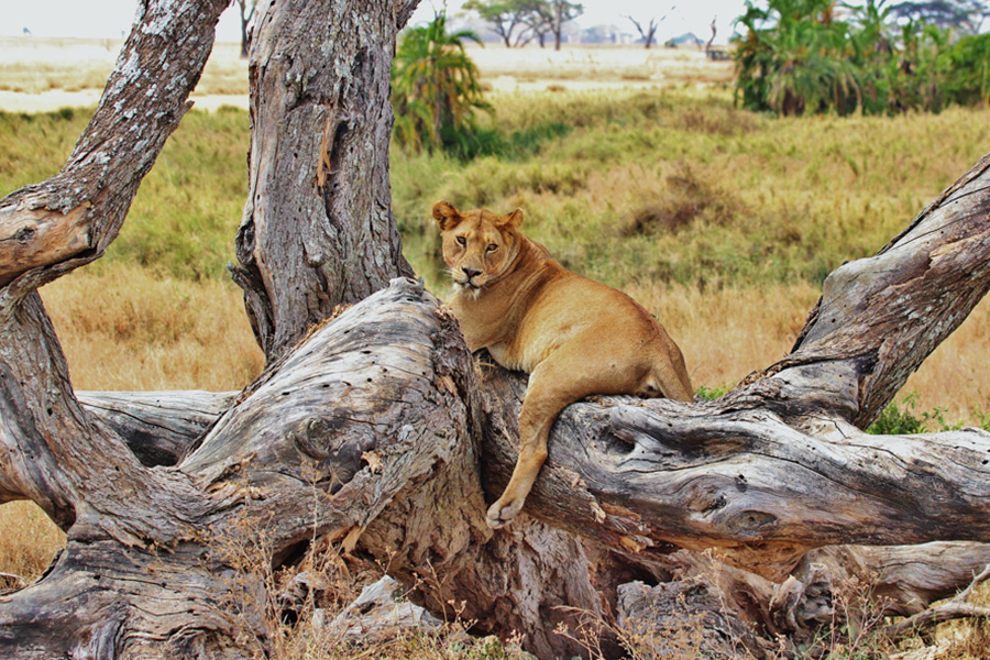 木のぼりライオンで有名なクイーンエリザベス国立公園を訪れます