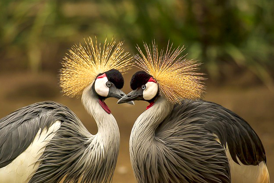 アフリカサファリツアーで会える動物 鳥類 Onlyone Africa