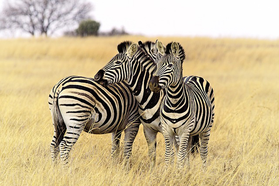 アフリカサファリツアーで会える動物 鳥類 Onlyone Africa