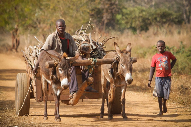 マラウイの旅行情報 ONLYONE AFRICA