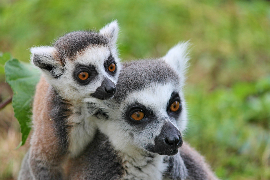 知っておきたい グレートマイグレーション 動物の大移動 のこと Onlyone Africa