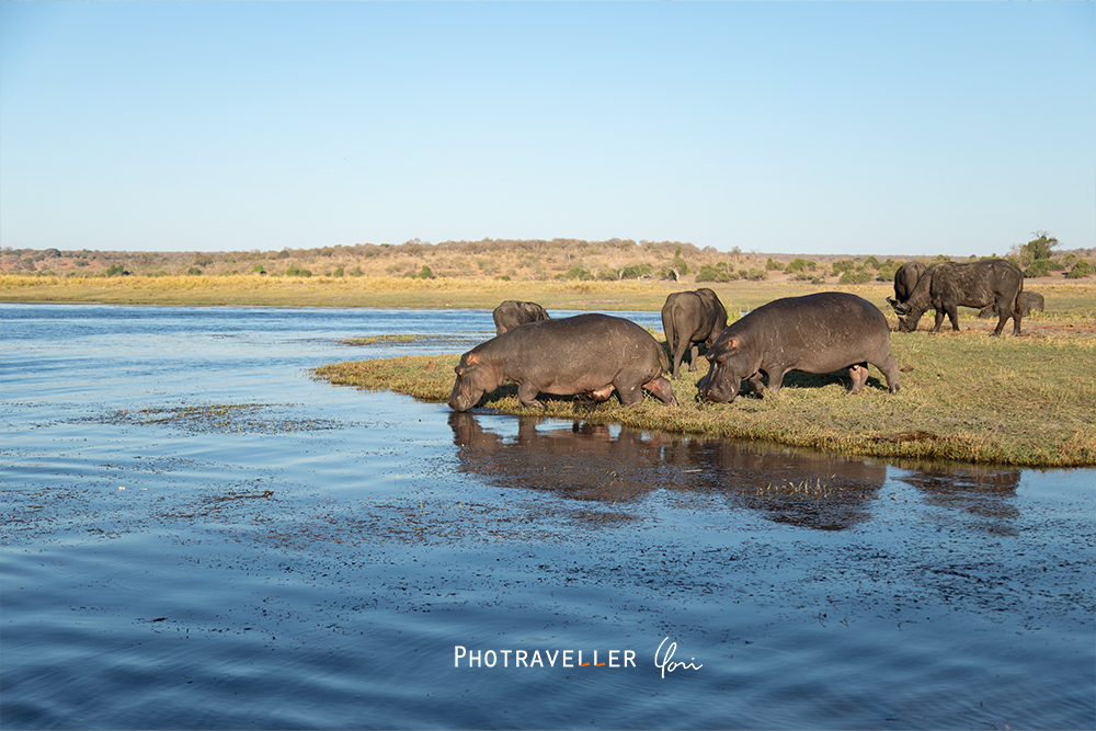 Hippo at Chobe River チョベリバー_カバ