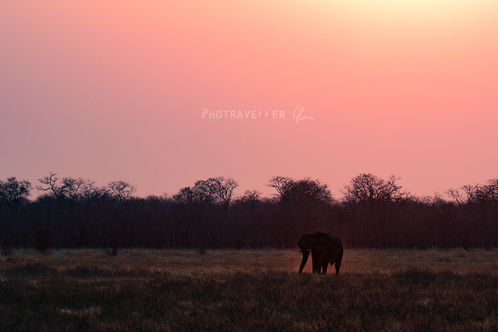 Botswana_Elephant in the light