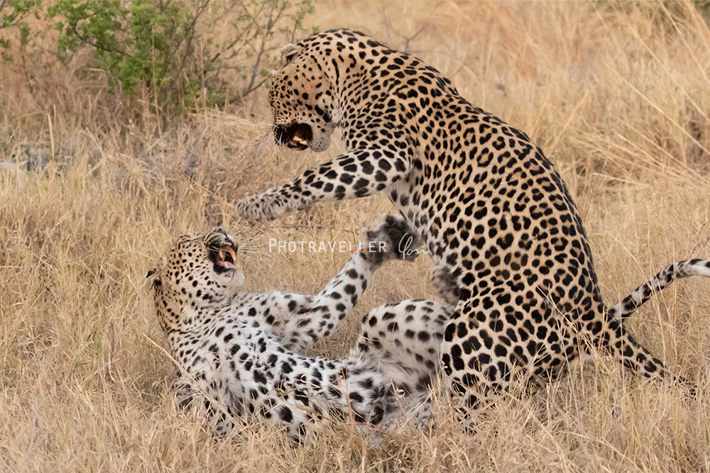 Botswana_Mating leopards ヒョウの交尾