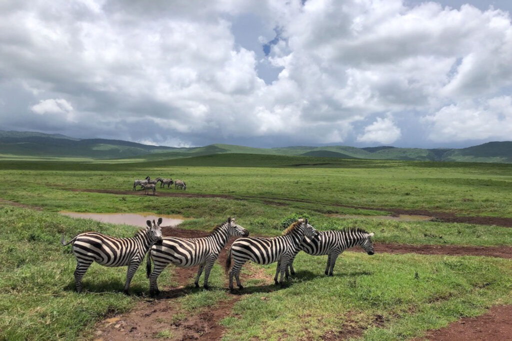 Ngorongoro