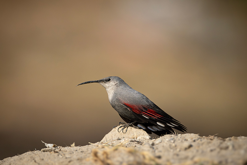 _D9A7000-Enhanced-NR-copy