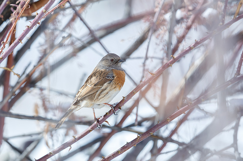 _FC_7019-Enhanced-NR