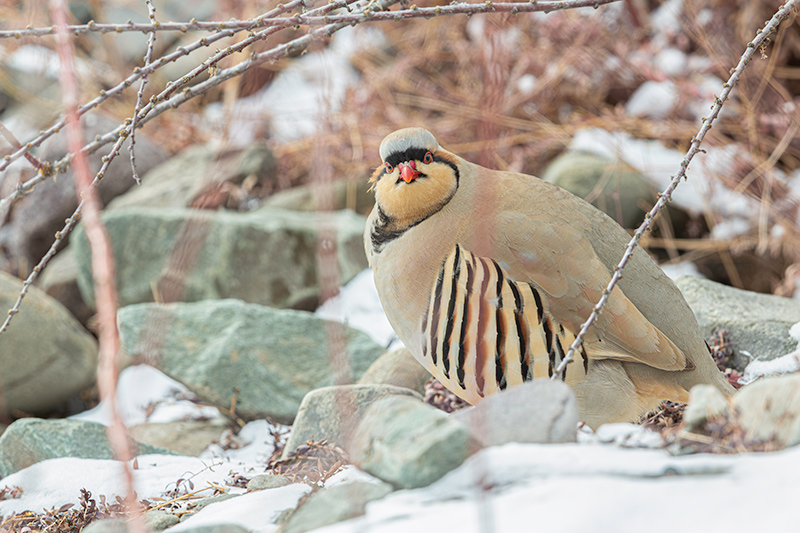 _FC_7202-Enhanced-NR-Edit