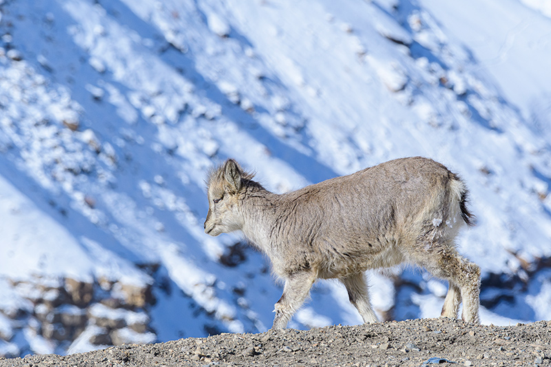 _VRS1490-Enhanced-NR