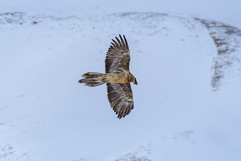 _VRS2947-Enhanced-NR