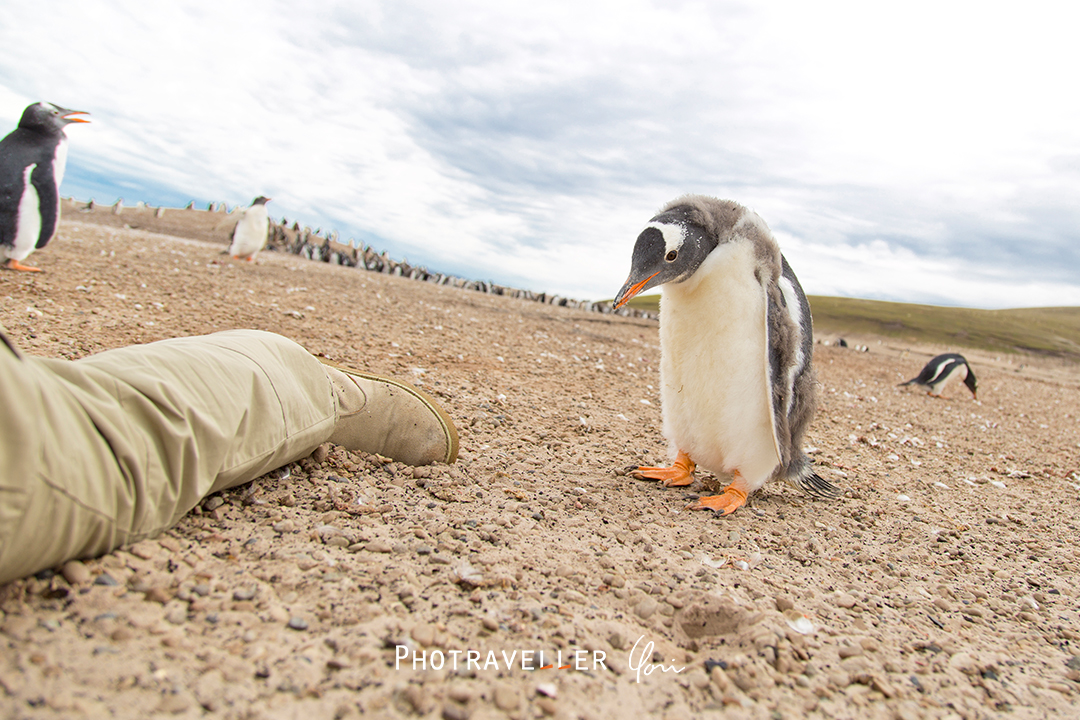 フォークランド諸島_ペンギン
