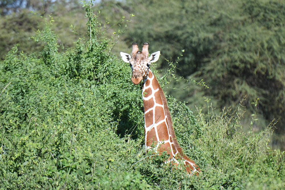 Samburu-1-scaled 最終日はフライトで決まり