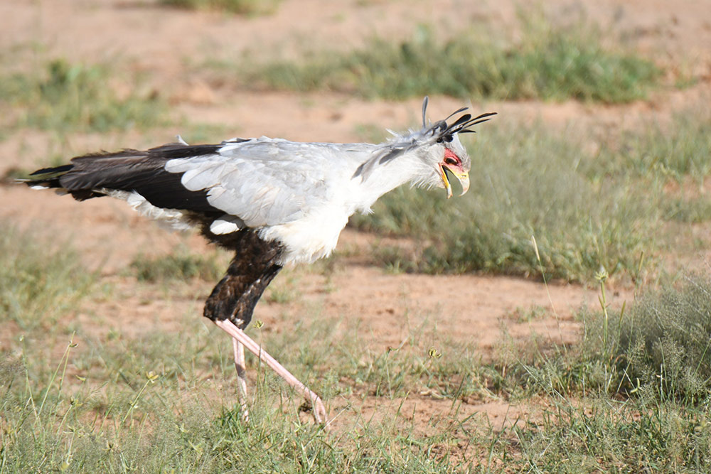 Samburu-3-scaled 最終日はフライトで決まり