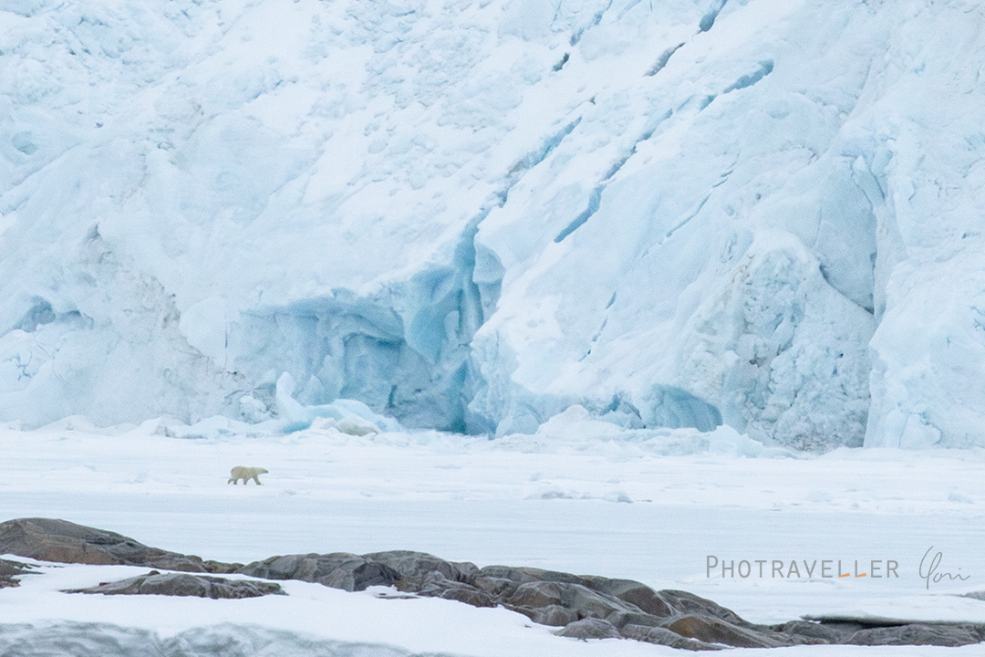 スヴァールバル諸島_氷河とホッキョクグマ