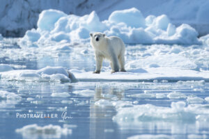 スヴァールバル諸島_ホッキョクグマ