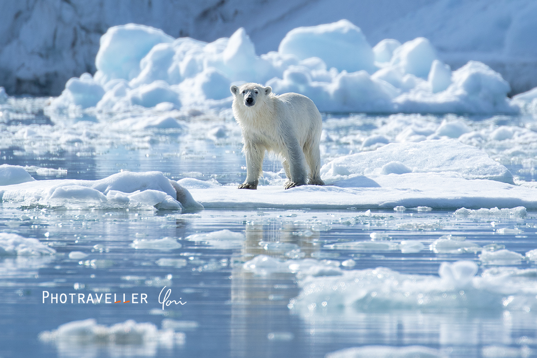 スヴァールバル諸島_ホッキョクグマ
