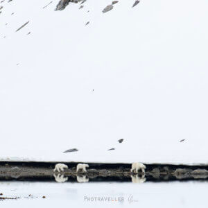 ホッキョクグマの親子のリフレクション_square