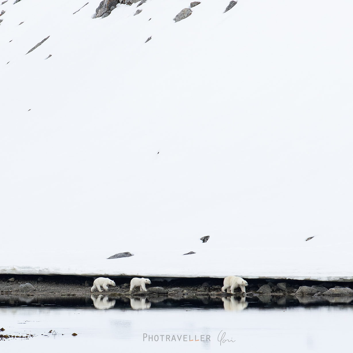 ホッキョクグマの親子のリフレクション_square