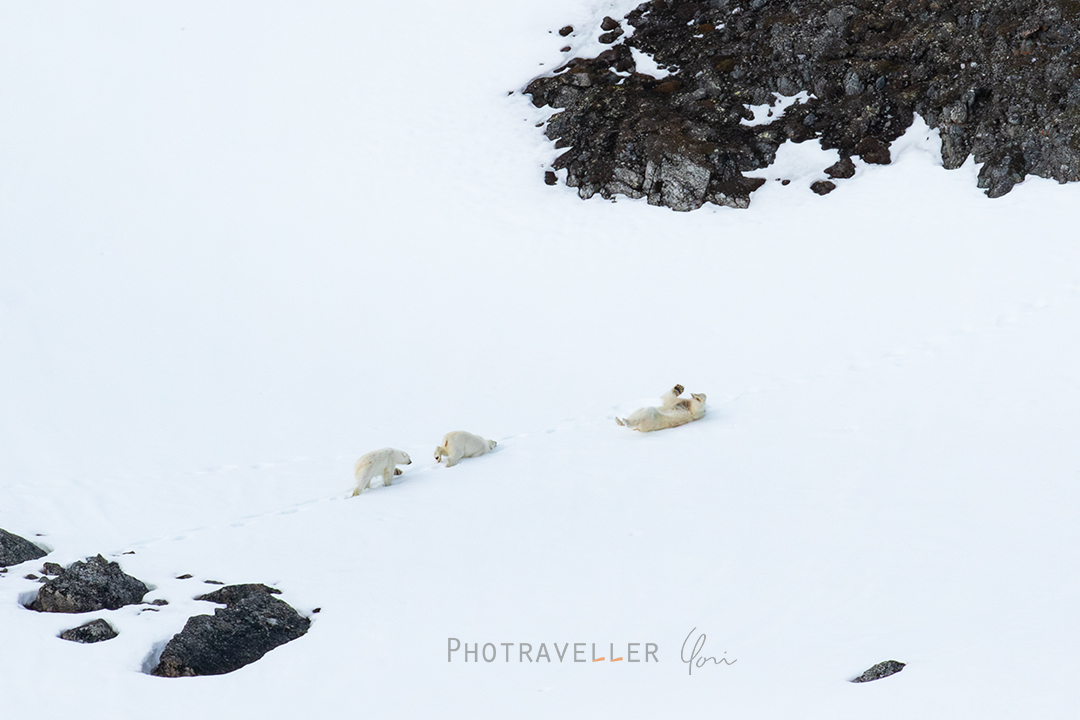 スヴァールバル諸島_ホッキョクグマ親子_雪浴び