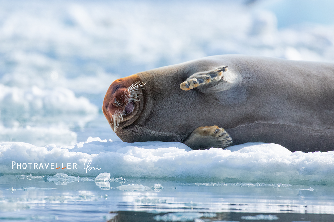 スヴァールバル諸島_アゴヒゲアザラシ