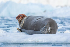 スヴァールバル諸島_アゴヒゲアザラシ2
