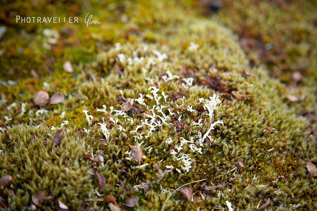 トナカイゴケ