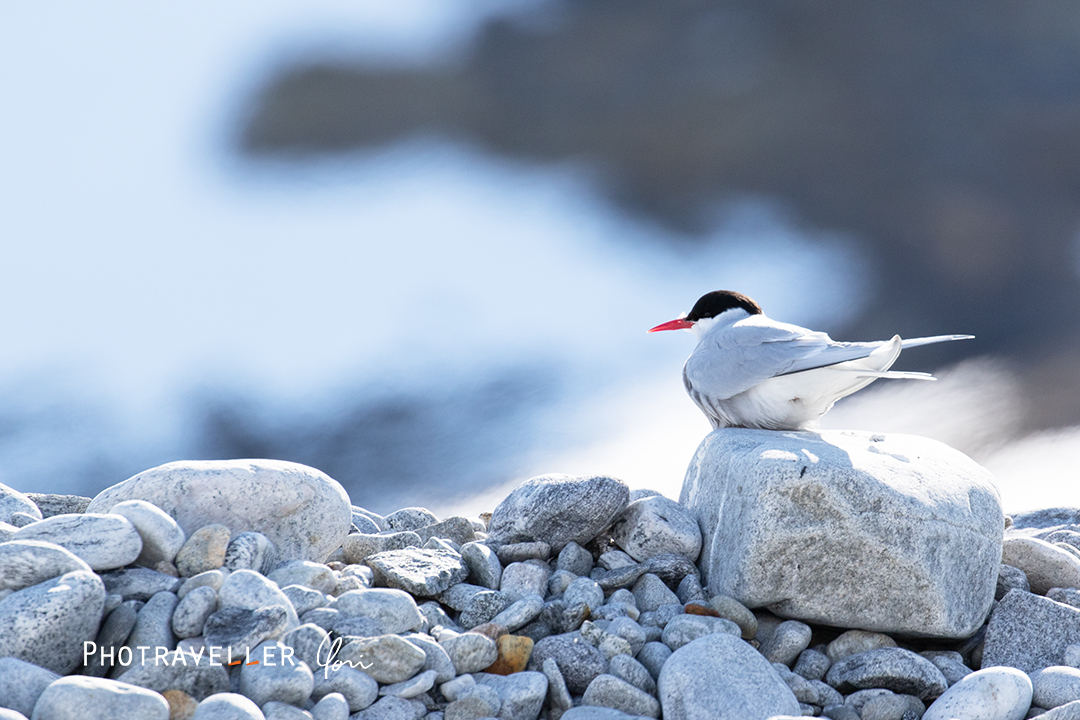 キョクアジサシ_Arctic turn