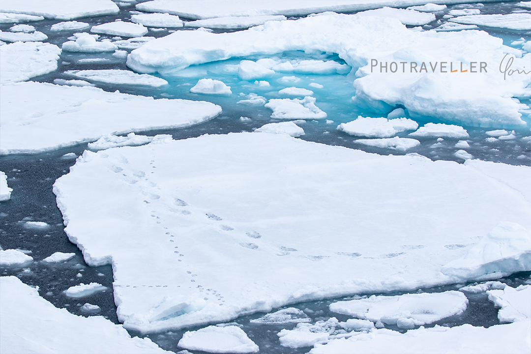 北極海_クマとキツネの足跡
