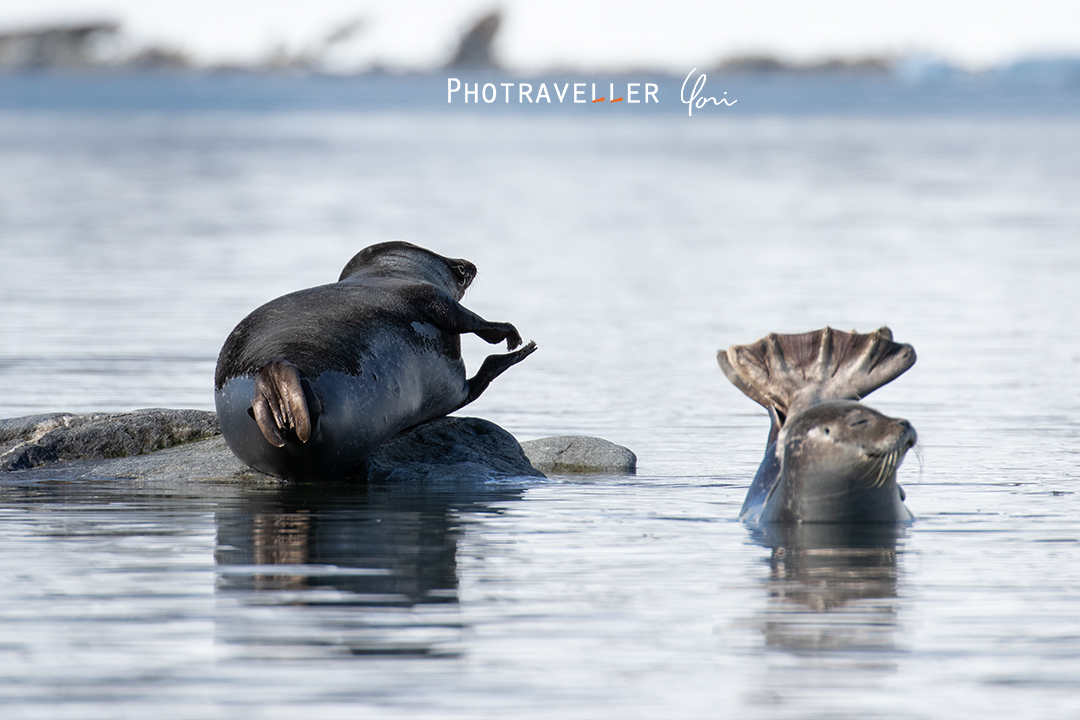 スヴァールバル諸島 ゼニガタアザラシ