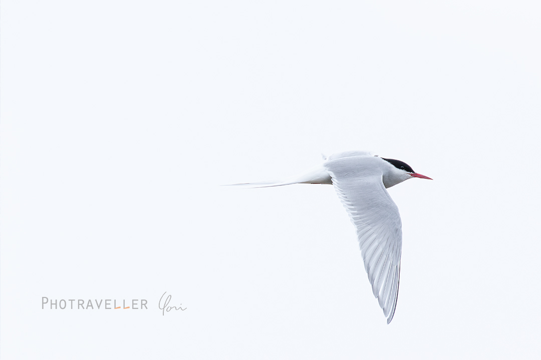 キョクアジサシの飛翔_Arctic turn