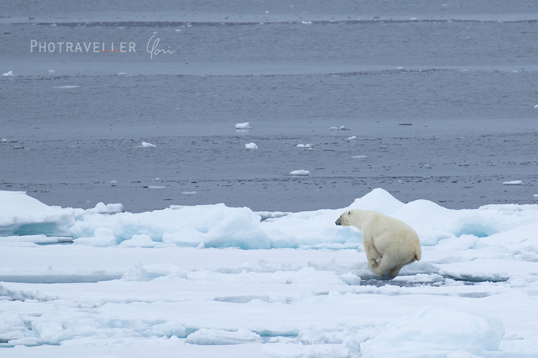 北極海_ホッキョクグマ_ジャンプ