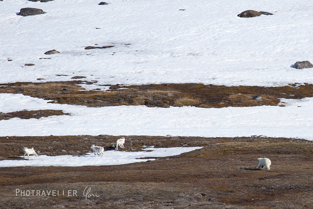 スヴァールバル諸島_トナカイを襲うホッキョクグマ