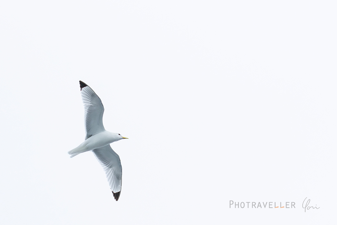 北極海_ミツユビカモメ_Black-legged Kittiwake