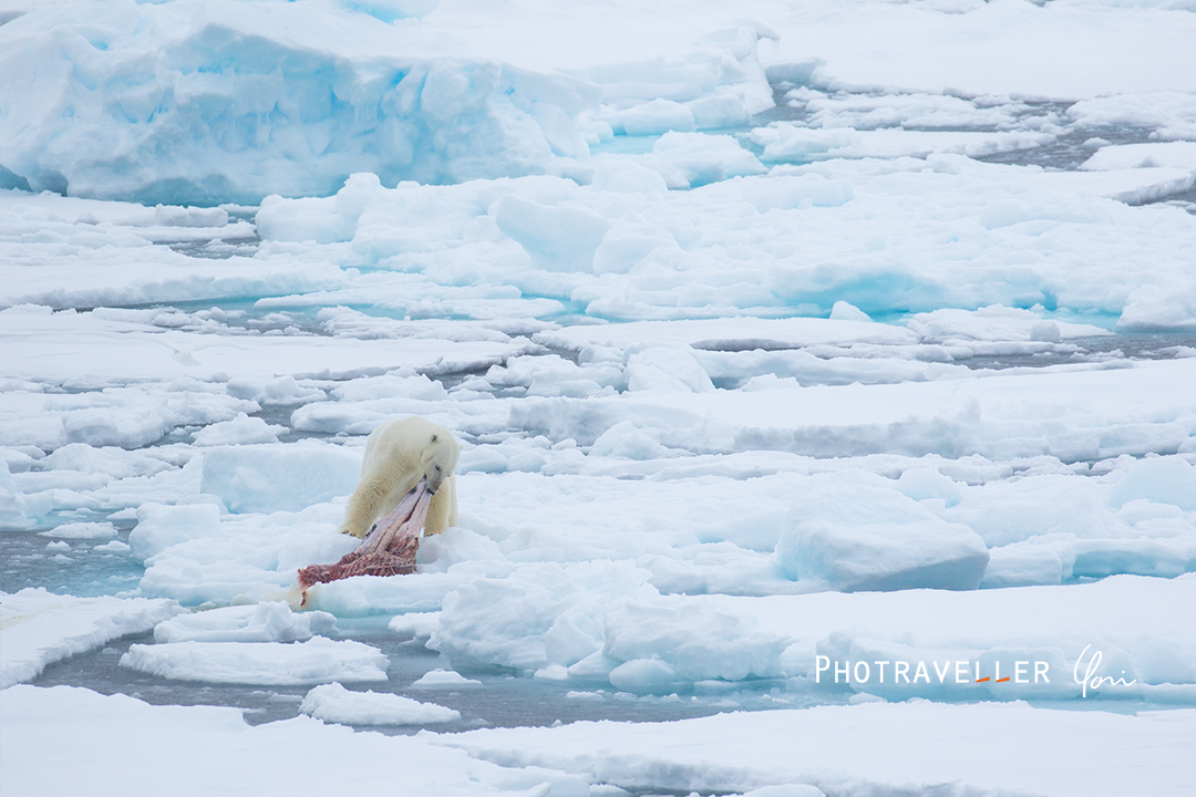 スヴァールバル_餌を運ぶホッキョクグマ2