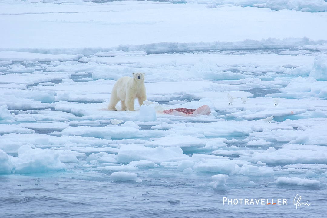 スヴァールバル_餌を運ぶホッキョクグマ1