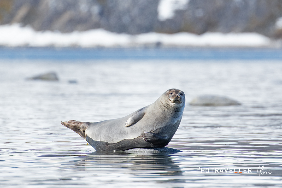 ゼニガタアザラシ_バナナポーズ