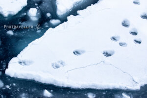 北極海_ホッキョクグマの足跡
