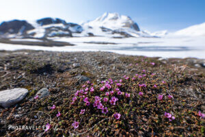Purple saxifrage_ムラサキユキノシタ