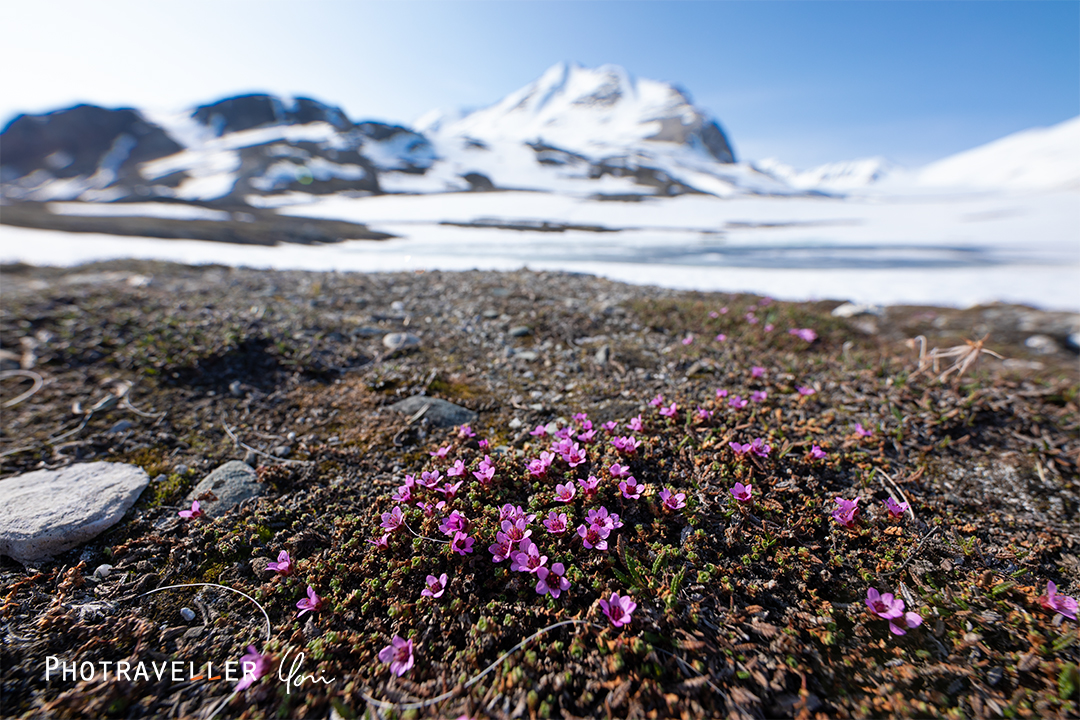 Purple saxifrage_ムラサキユキノシタ