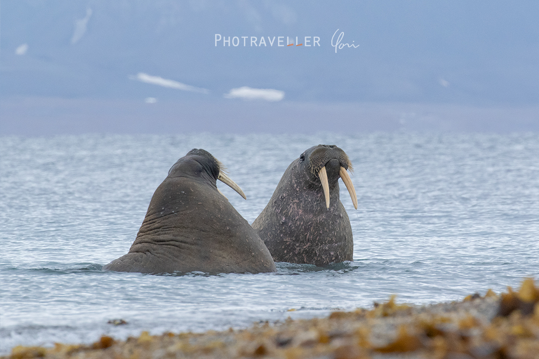 相撲取り風セイウチ