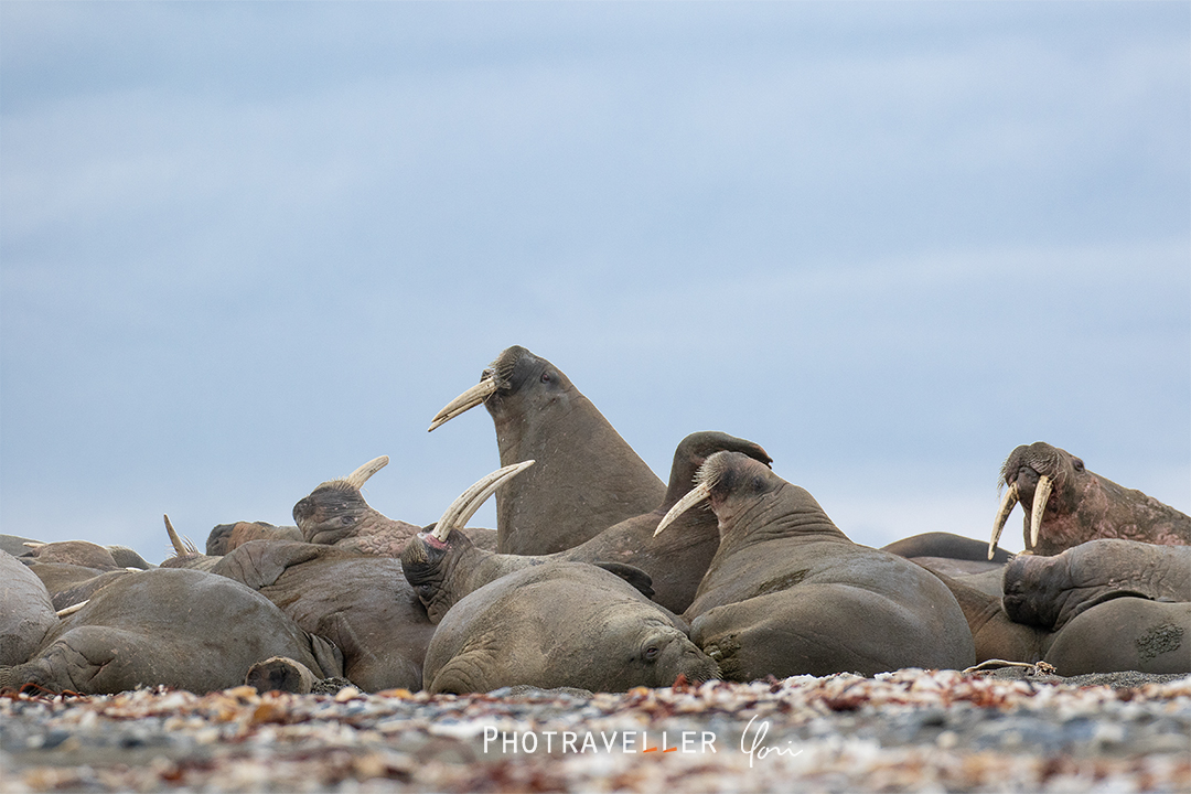 スヴァールバル諸島_セイウチコロニー２