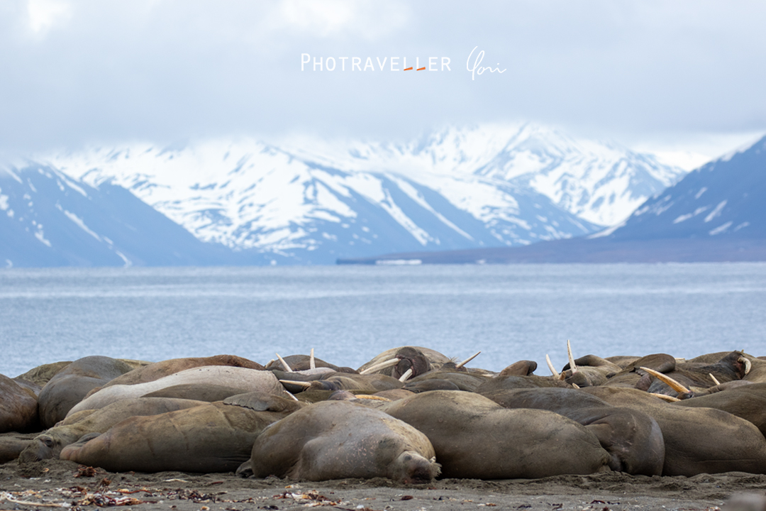 スヴァールバル諸島_セイウチコロニー