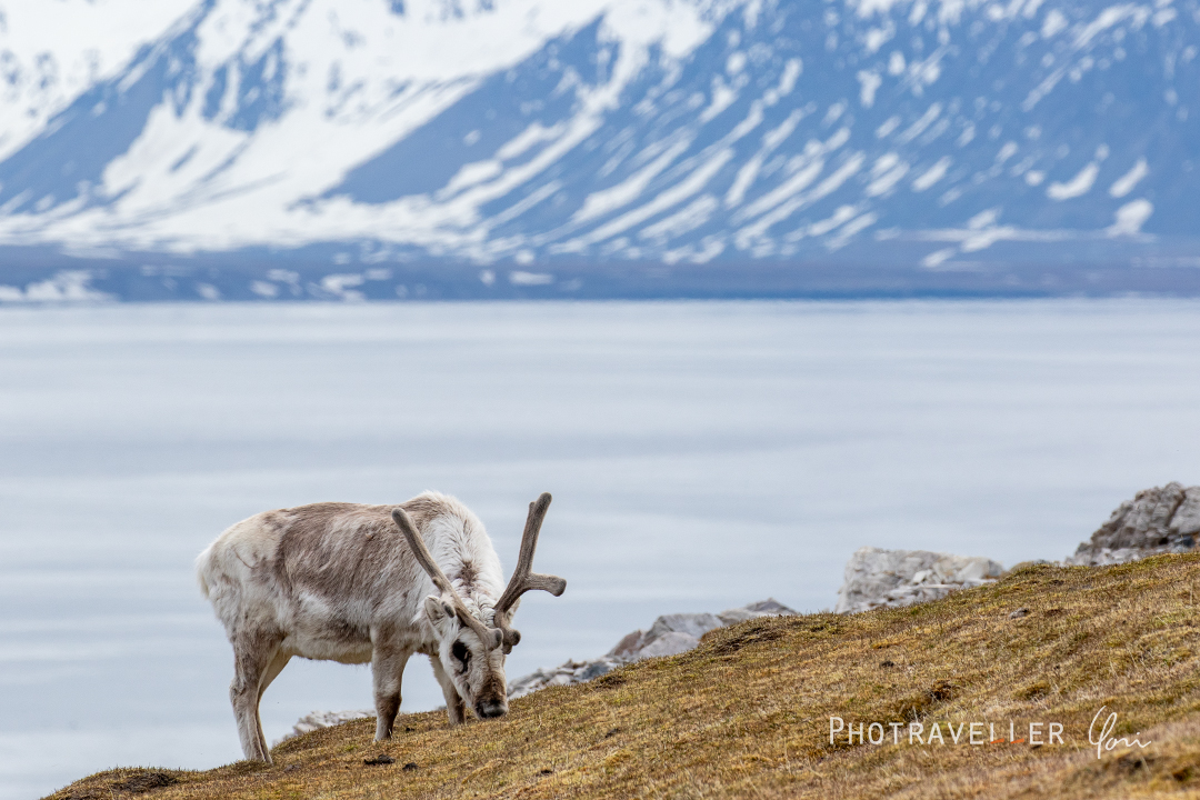 スヴァールバルトナカイ_オス