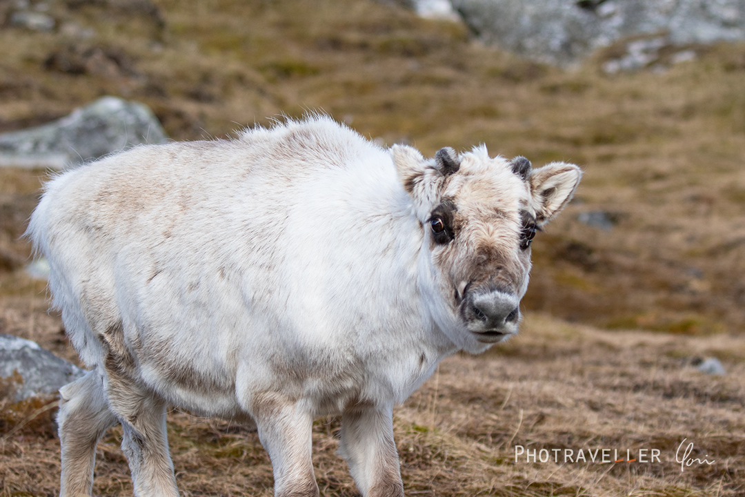 スヴァールバルトナカイ_メス