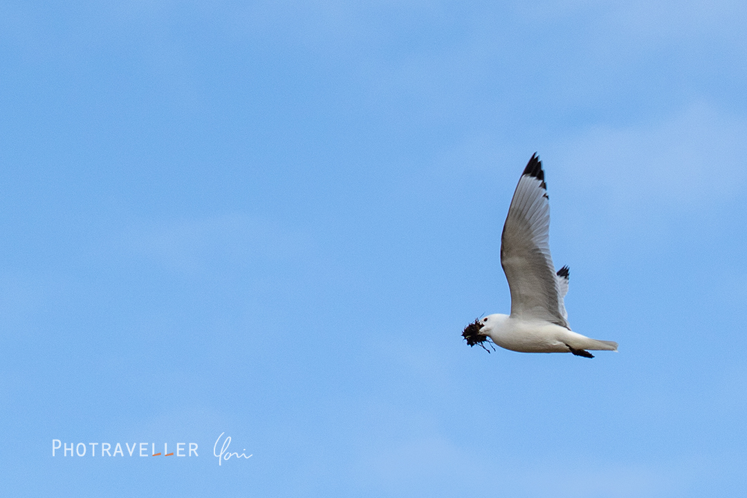 スヴァールバル諸島_ミツユビカモメ