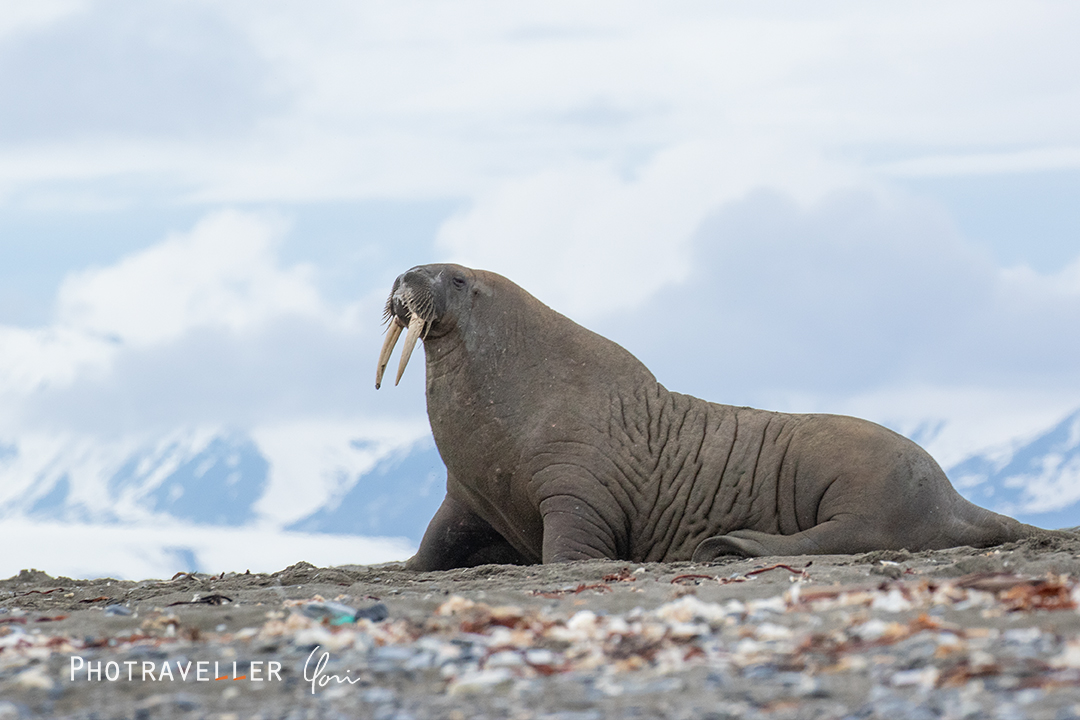 ラスボス風セイウチ
